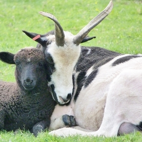 Israel Sheep small home