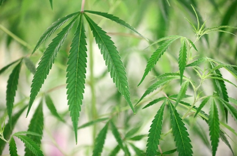 Marijuana