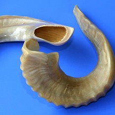 Rosh8