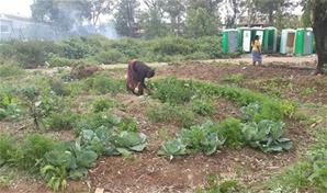 UJW garden after